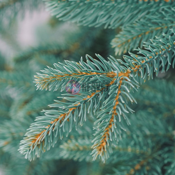 Ель искусственная Премиум, Фантастика, голубая